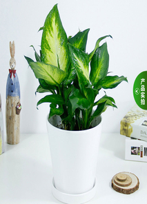 宁波鄞州植物租摆,给你意想不到的自然之美